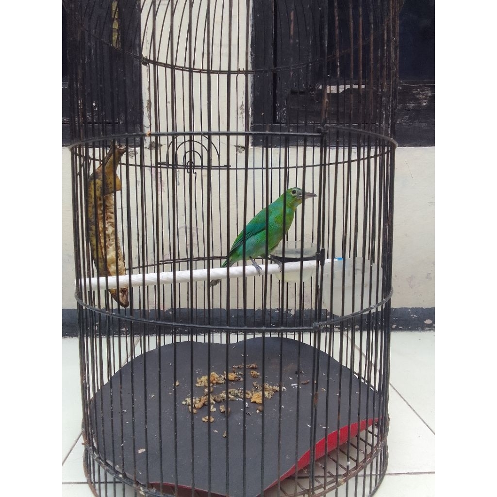 cucak ijo ORI Banyuwangi