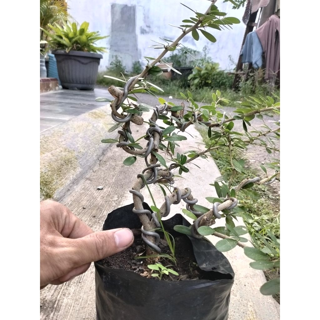 bahan bonsai Saeng simbur Vietnam bunga ungu