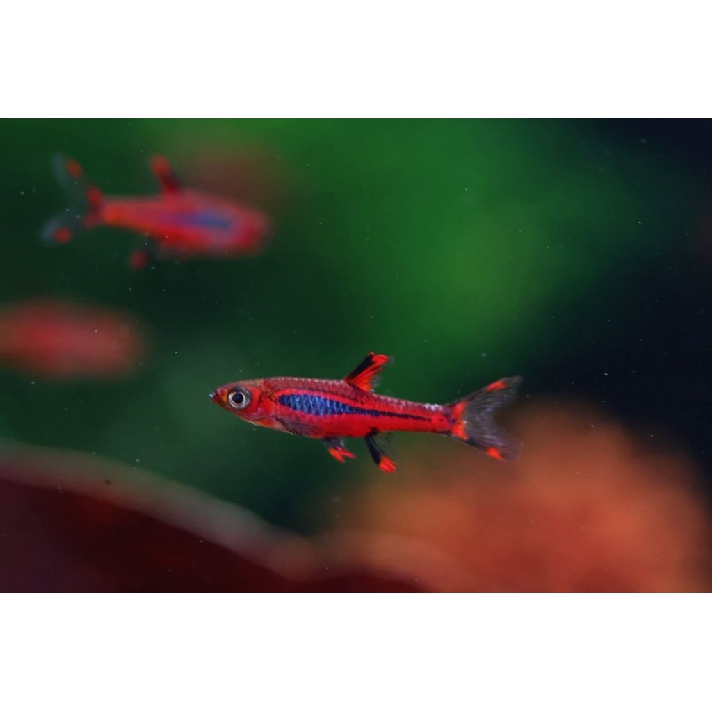 Rasbora Brigittae / Chili Rasbora / Boraras Brigittae