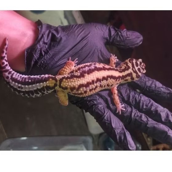 Gecko Leopard Motif Cakep Free gutload & kalsium