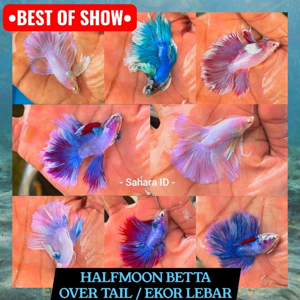 PAKET 5 EKOR HALFMOON KUALITAS PILIHAN | SIAP PAJANG DAN JUAL |  CUPANG HM EKOR LEBAR | GROSIR IKAN 