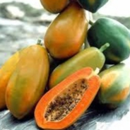 Bibit pepaya hibrida red lady super manis