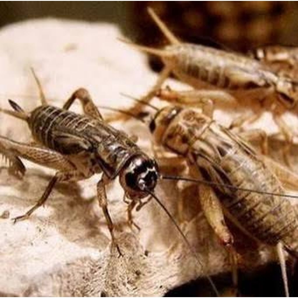 Pakan Burung Berkualitas Jangkrik hidup 100gr