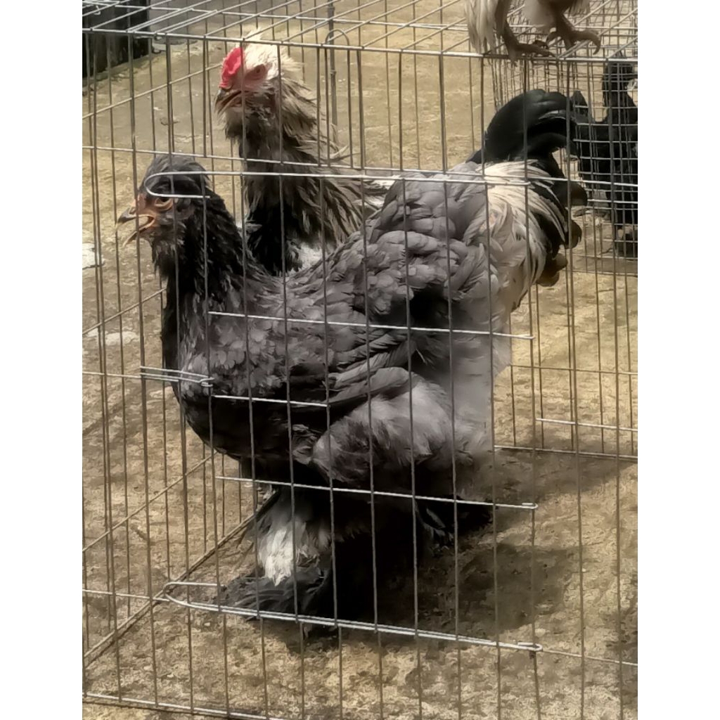indukan ayam Brahma  ORI