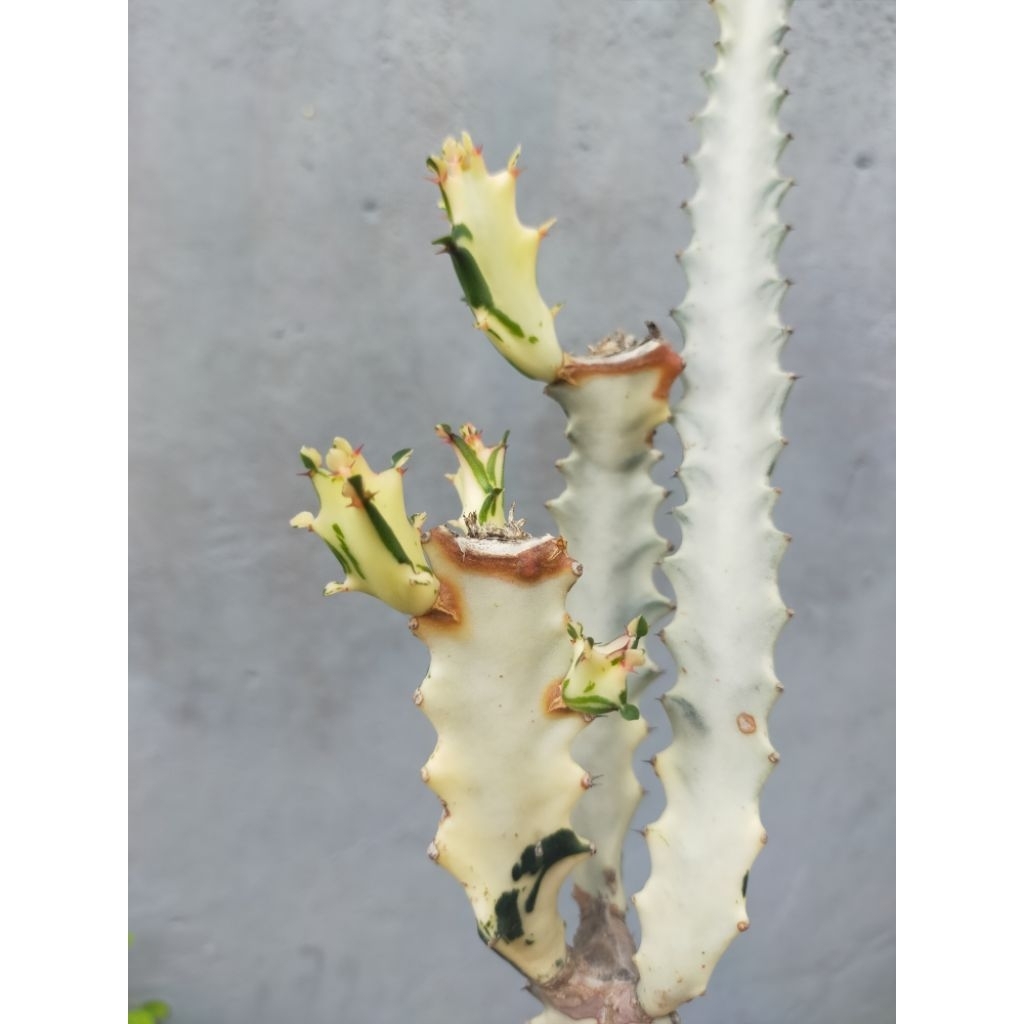 Euphorbia Lactea White Ghost