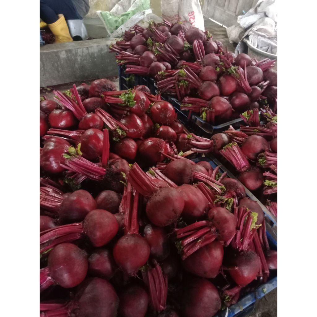 buah bit segar 1kg
