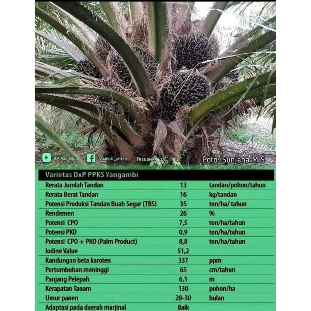 Benih Sawit Unggul PPKS DXP YANGAMBI BERSERTIFIKAT