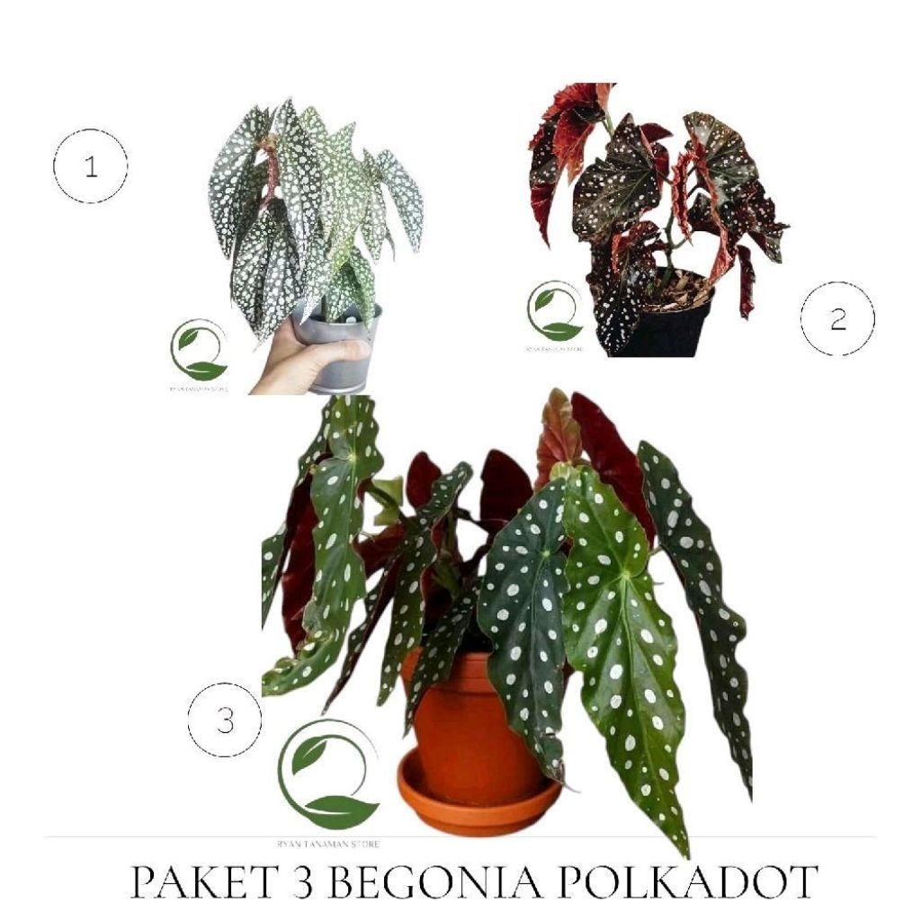 Combo Hemat 3 Jenis Begonia Polkadot Unik - Tanaman Begonia 3 Jenis Begonia Polkadot