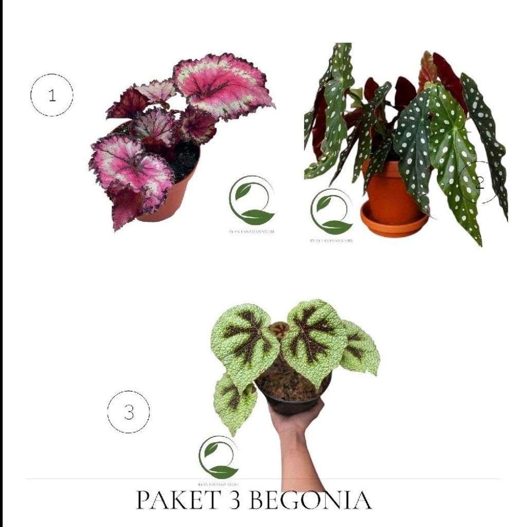 Combo Hemat Tanaman Hias Begonia Unik - Tanaman Unik Begonia