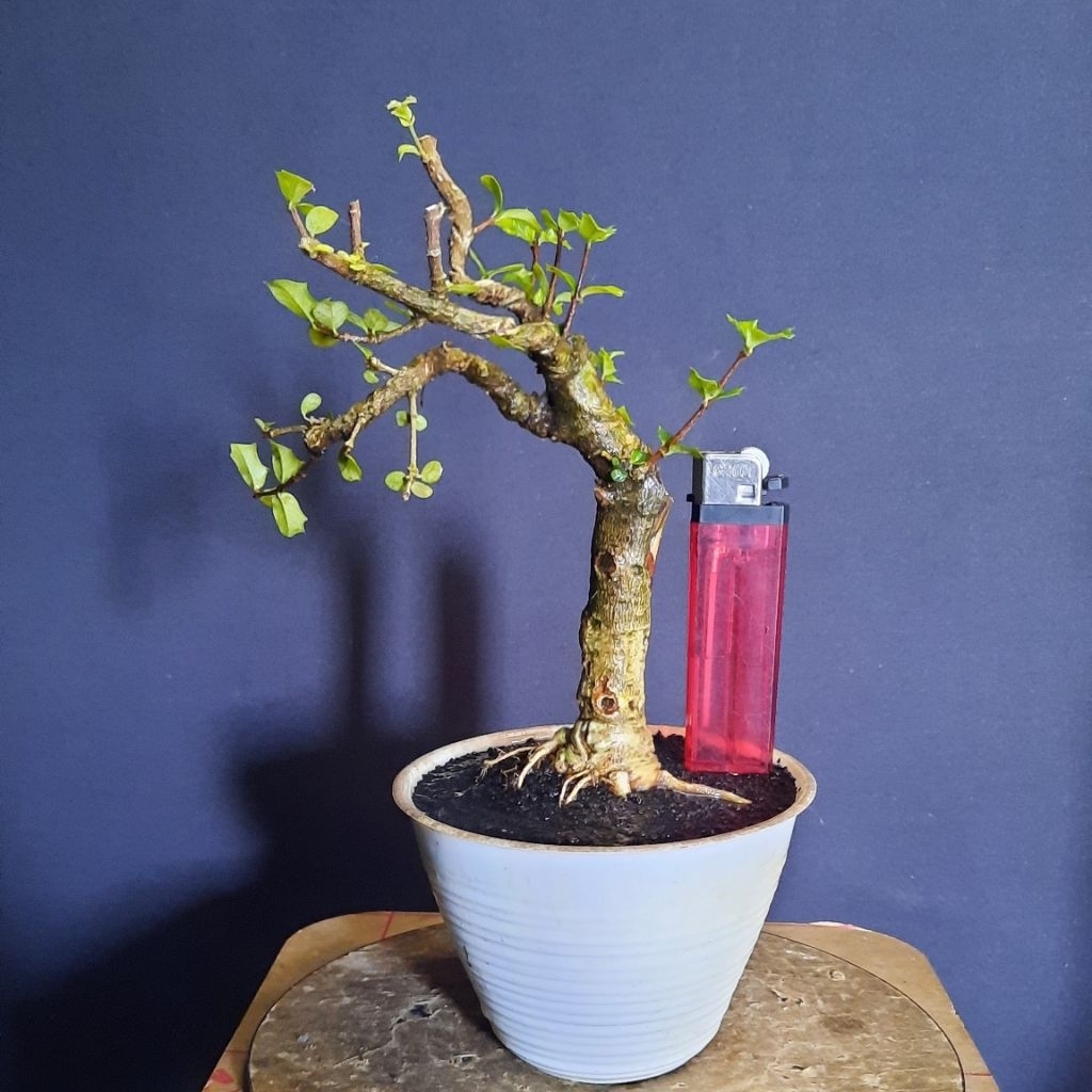 bonsai mirten duri realpict asli