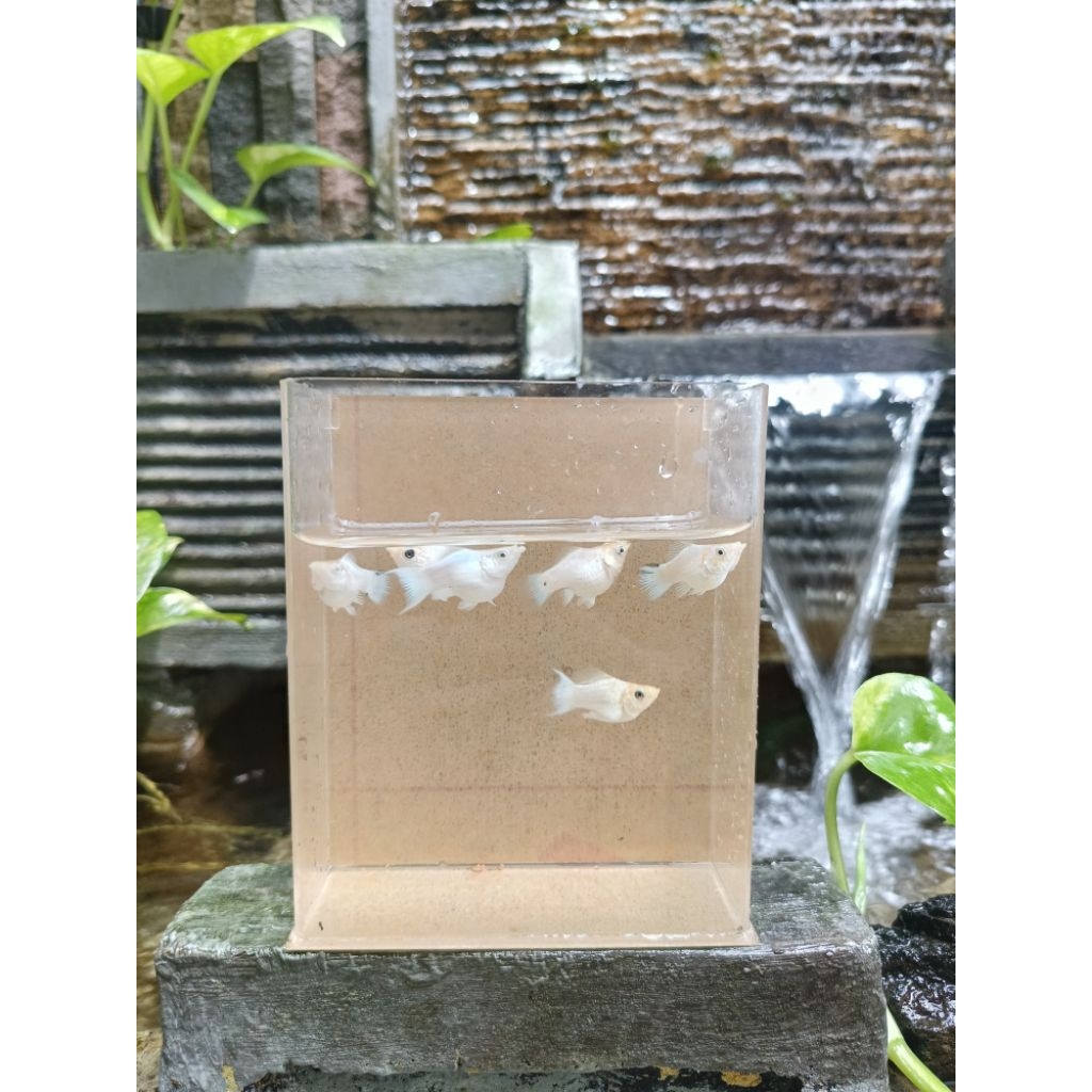 ikan hias molly balon platinum