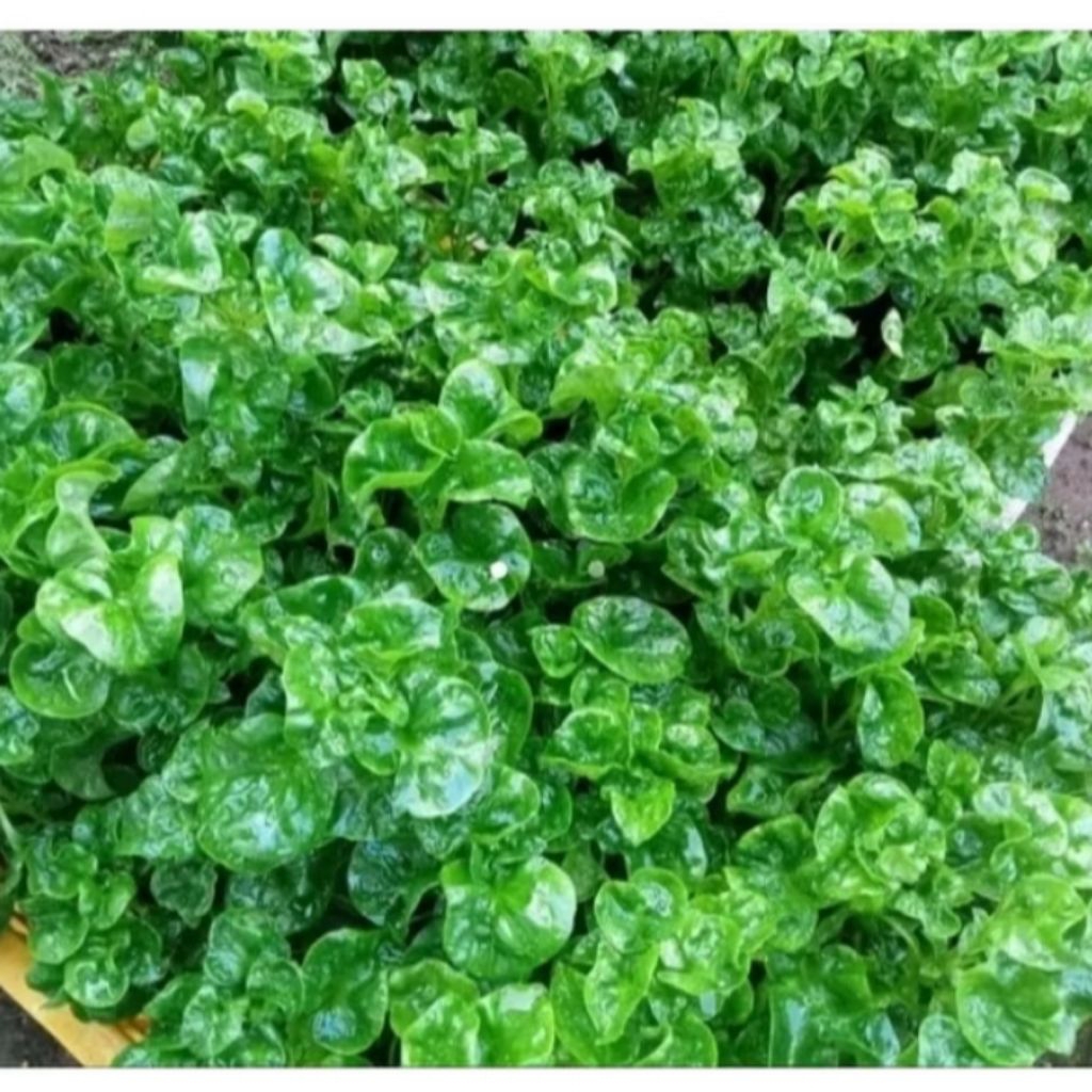 PERBATANG  bibit bayam brazil segar