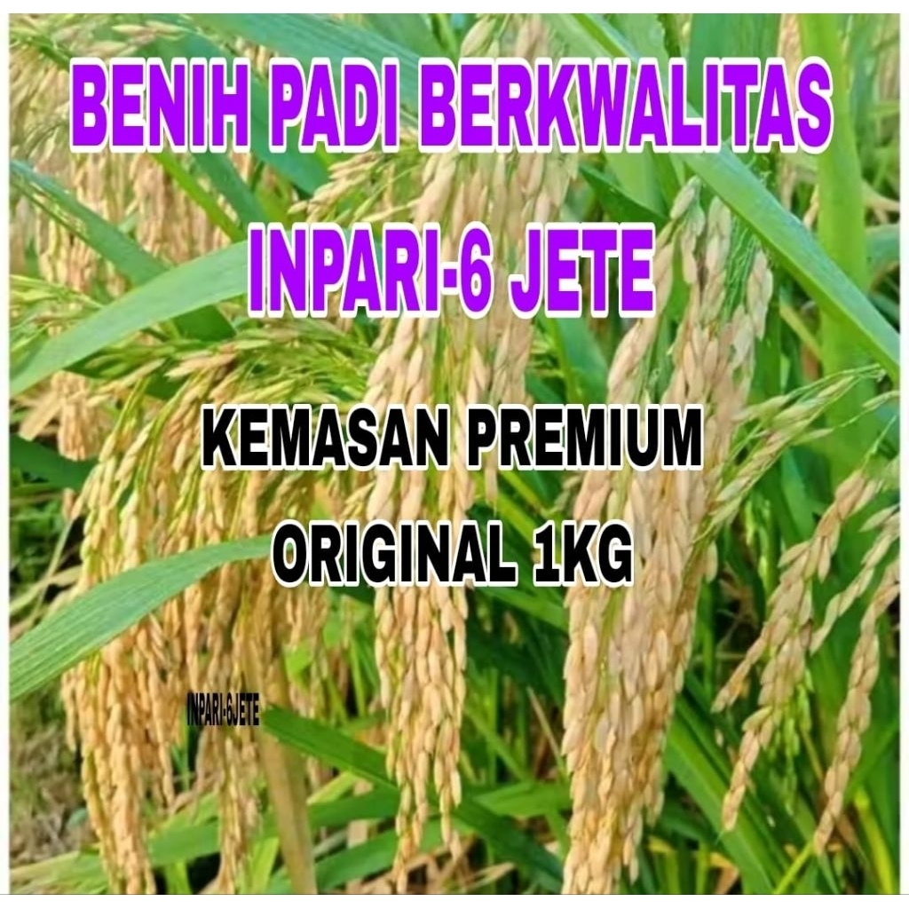 1KG BENIH PADI INPARI-6 JETE ORIGINAL LABEL PUTIH