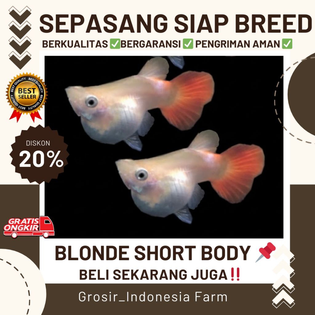 Hiasan Aquarium Guppy Blonde Short Body