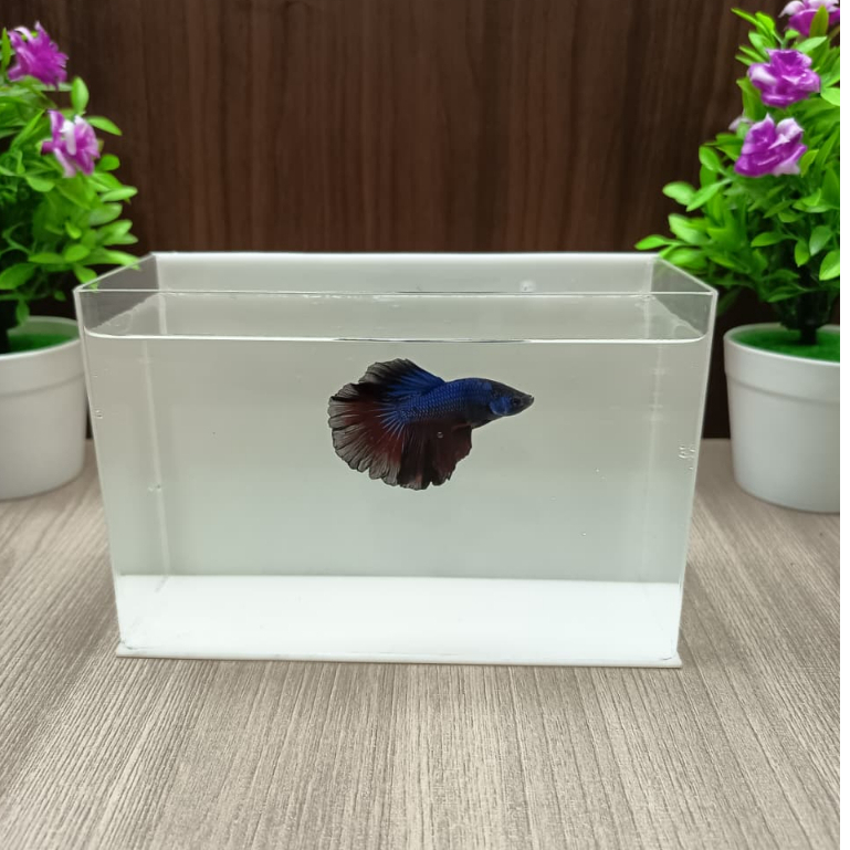 Akuarium 20x8x10 cm Soliter Cupang Bahan Akrilik