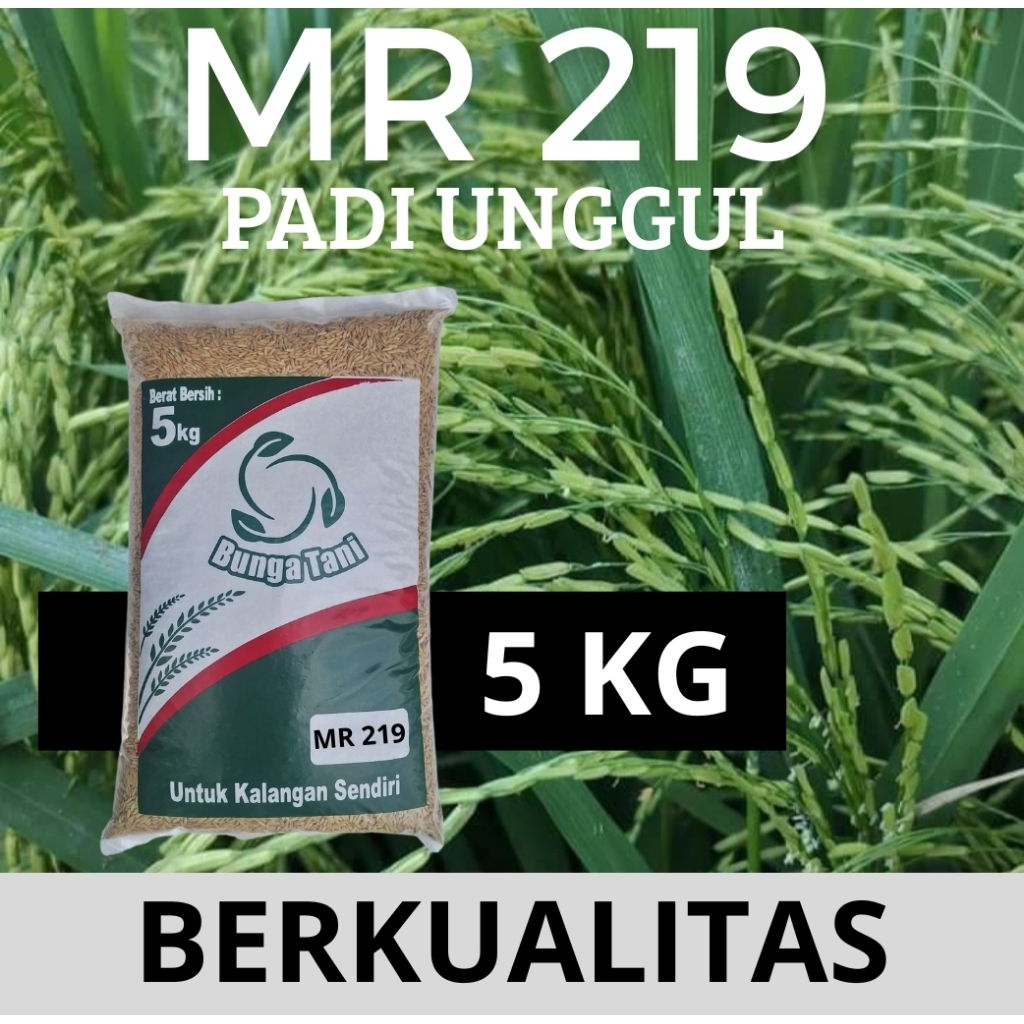 benih padi MR 219 kemaran 5kg