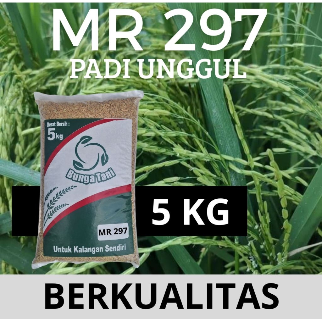 benih padi MR 297 kemasan 5kg