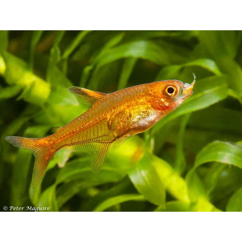 Ornamental Amandae Tetra