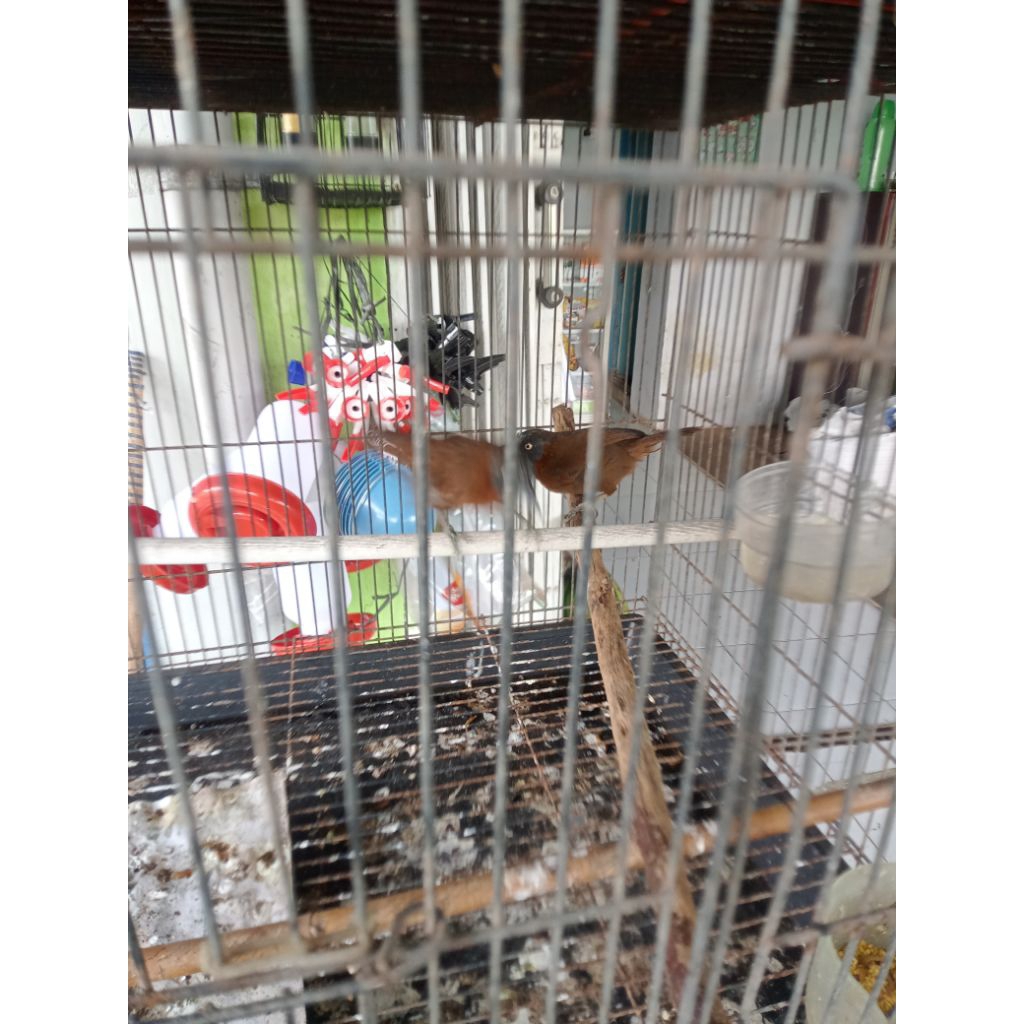 burung masteran handal tepus abu