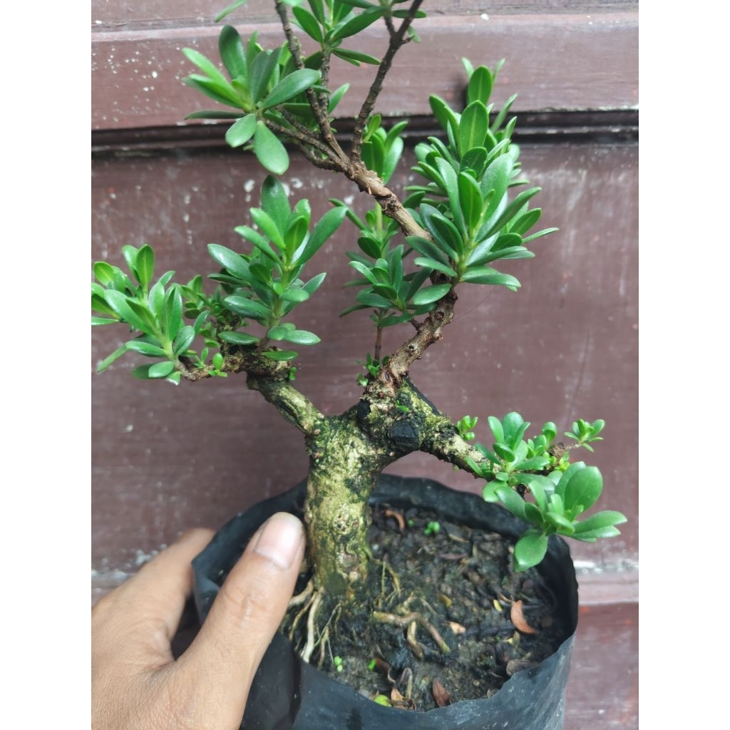 (sesuai gambar) Santigi mawar super