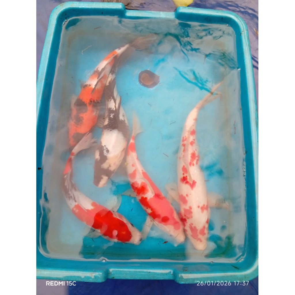 indukan koi siap pijah/nelor