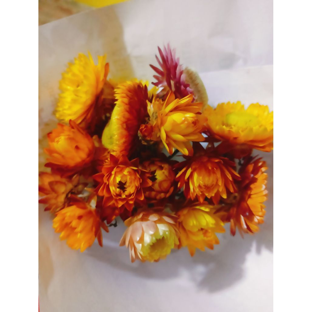 Bunga Kurulu/ bunga Wamena/ bunga Kurulu wamena