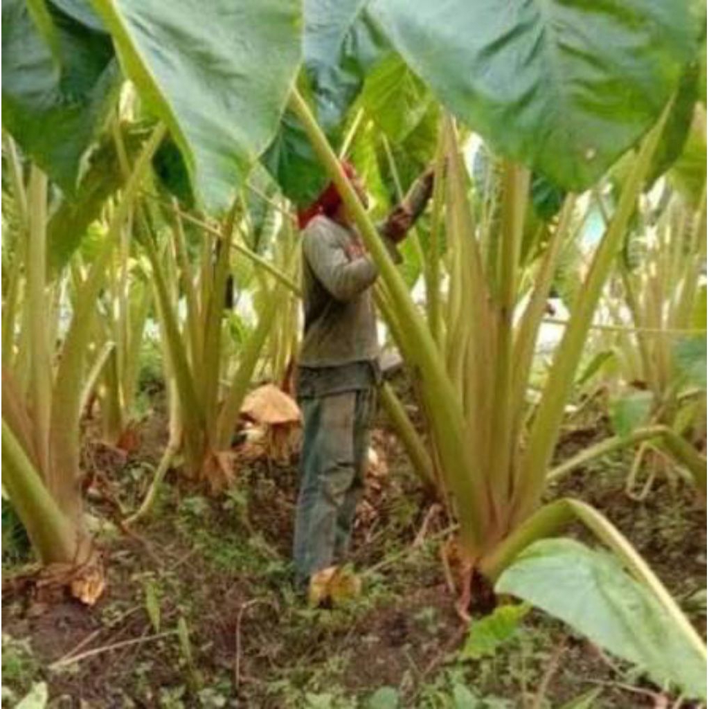 bibit talas Bogor Pratama1 per 100batang