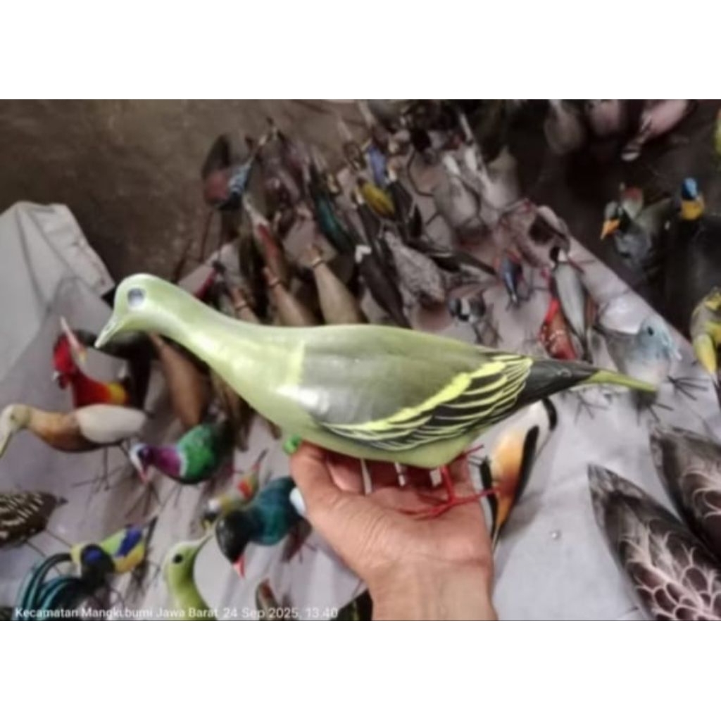 jontrot burung punai (walik betina)