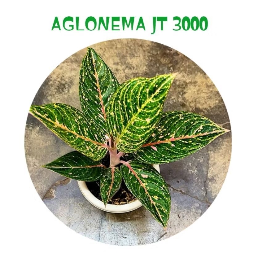 bibit "bonggol" aglonema JT 3000 - tanaman hias