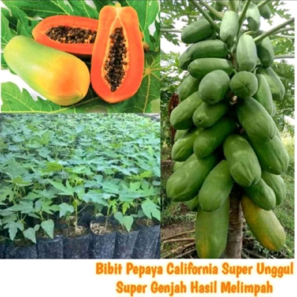 Bibit Pepaya California Siap Tanam