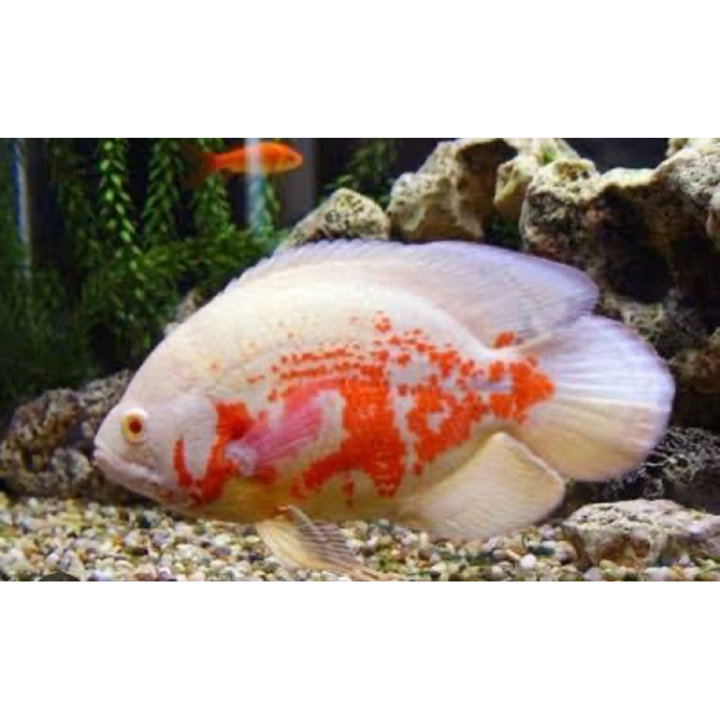 oscar batik full marking 3 jari/ 10-12cm