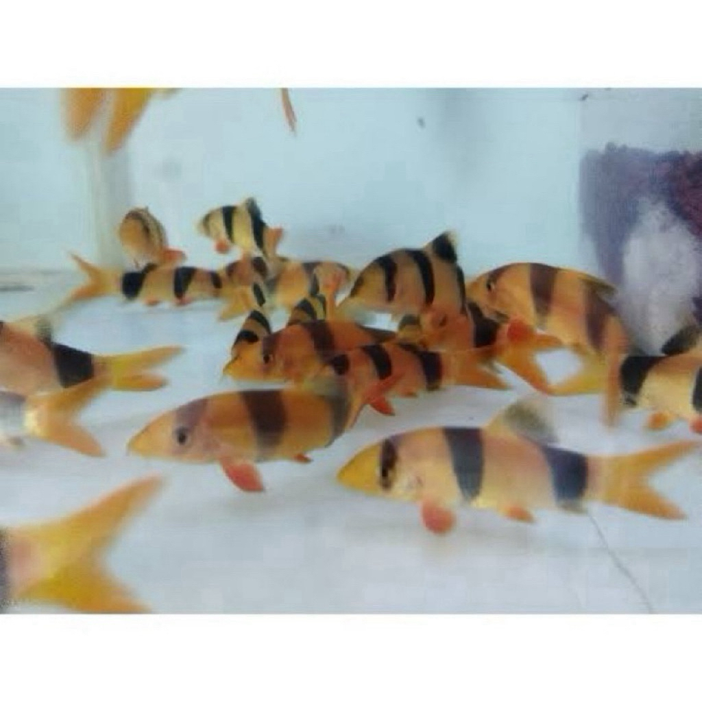 botea badut / botia badut 6-7cm / botia hias