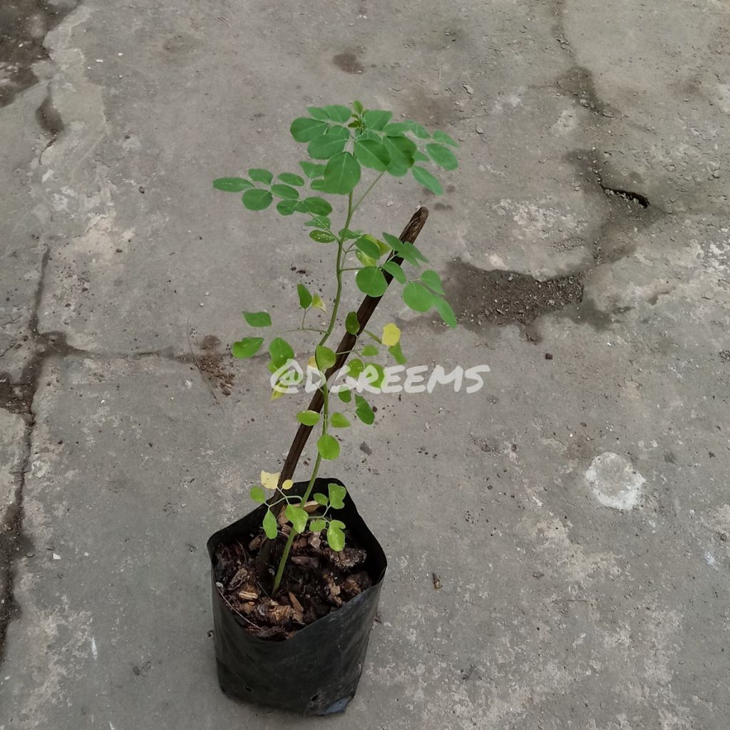 Kelor Bibit Pohon Siap Tanam