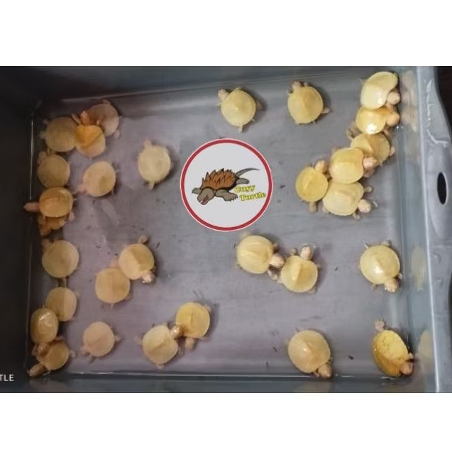 Res Brazil Albino | Brazil Albino