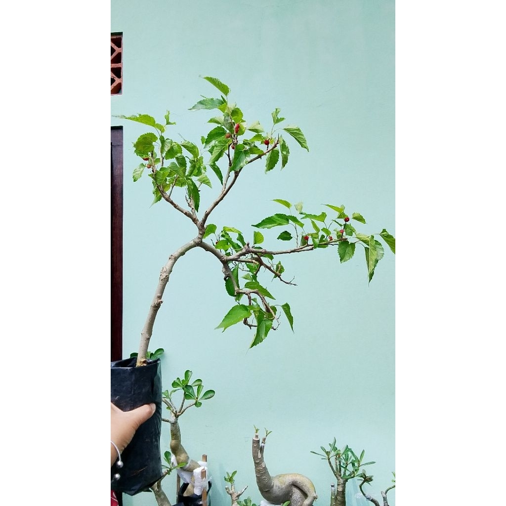 BAHAN BONSAI MURBEI