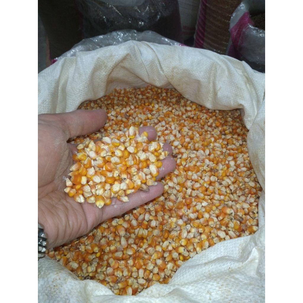 jagung bulat, jagung pipil, pakan ternak