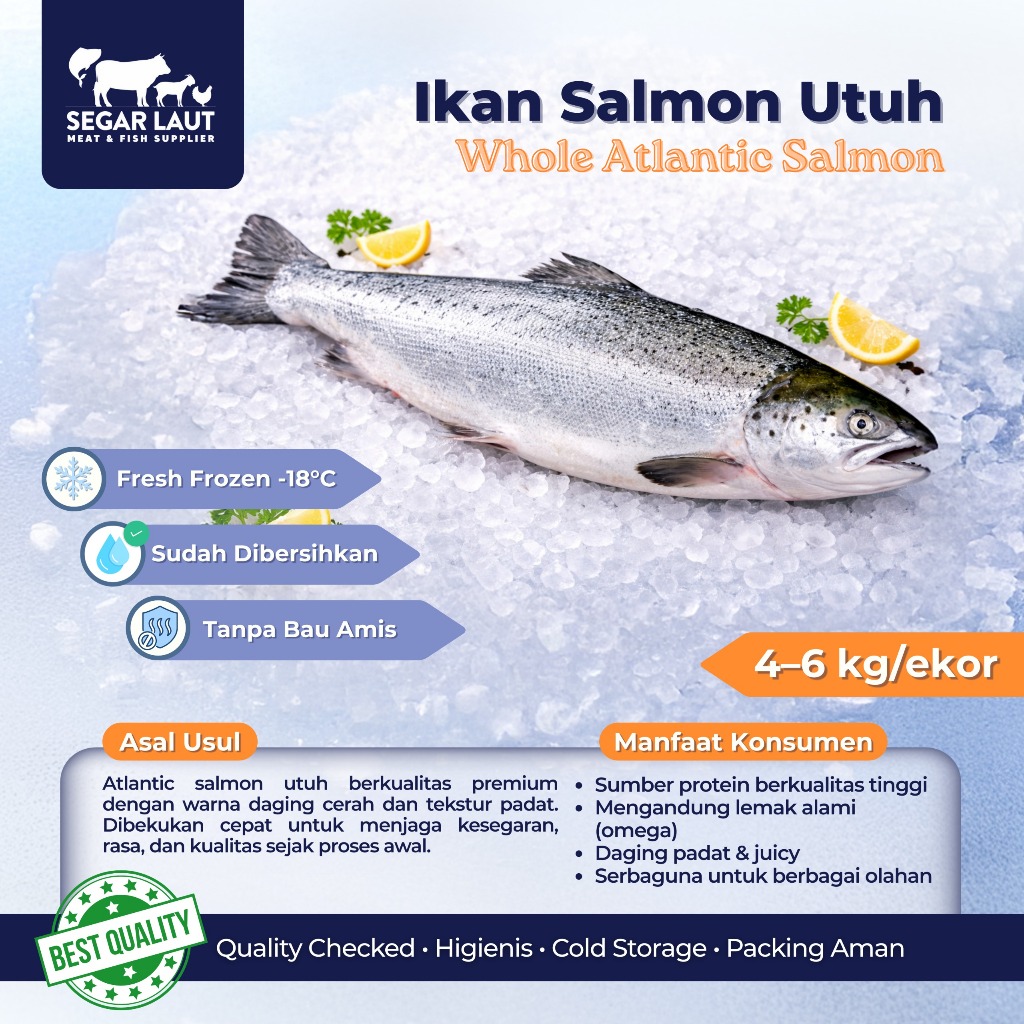 IKAN SALMON UTUH | FROZEN FRESH | ATLANTIC SALMON