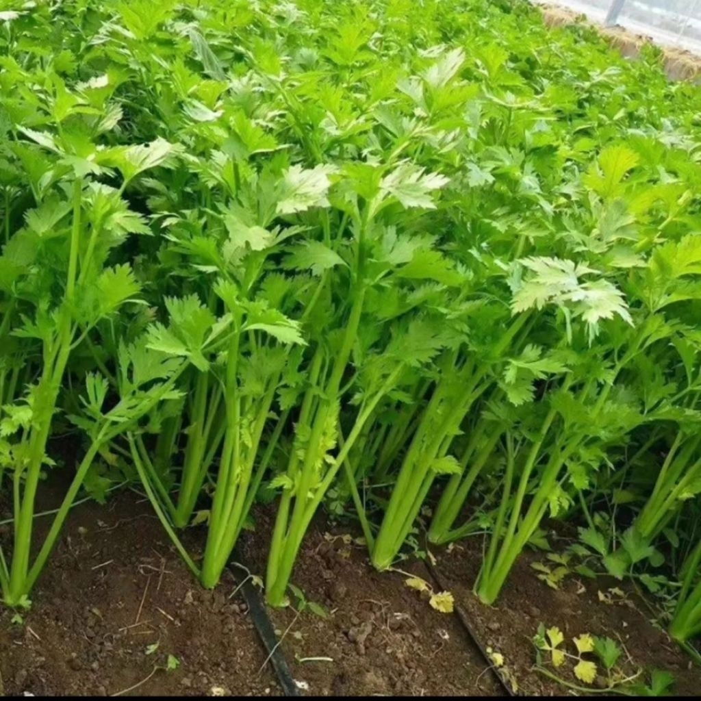 100 Biji benih Daun Seledri Biji benih seledri unggul kemasan klip bentuk biji benih
