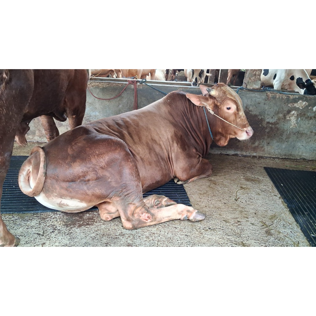 Sapi Qurban Limosin Jumbo