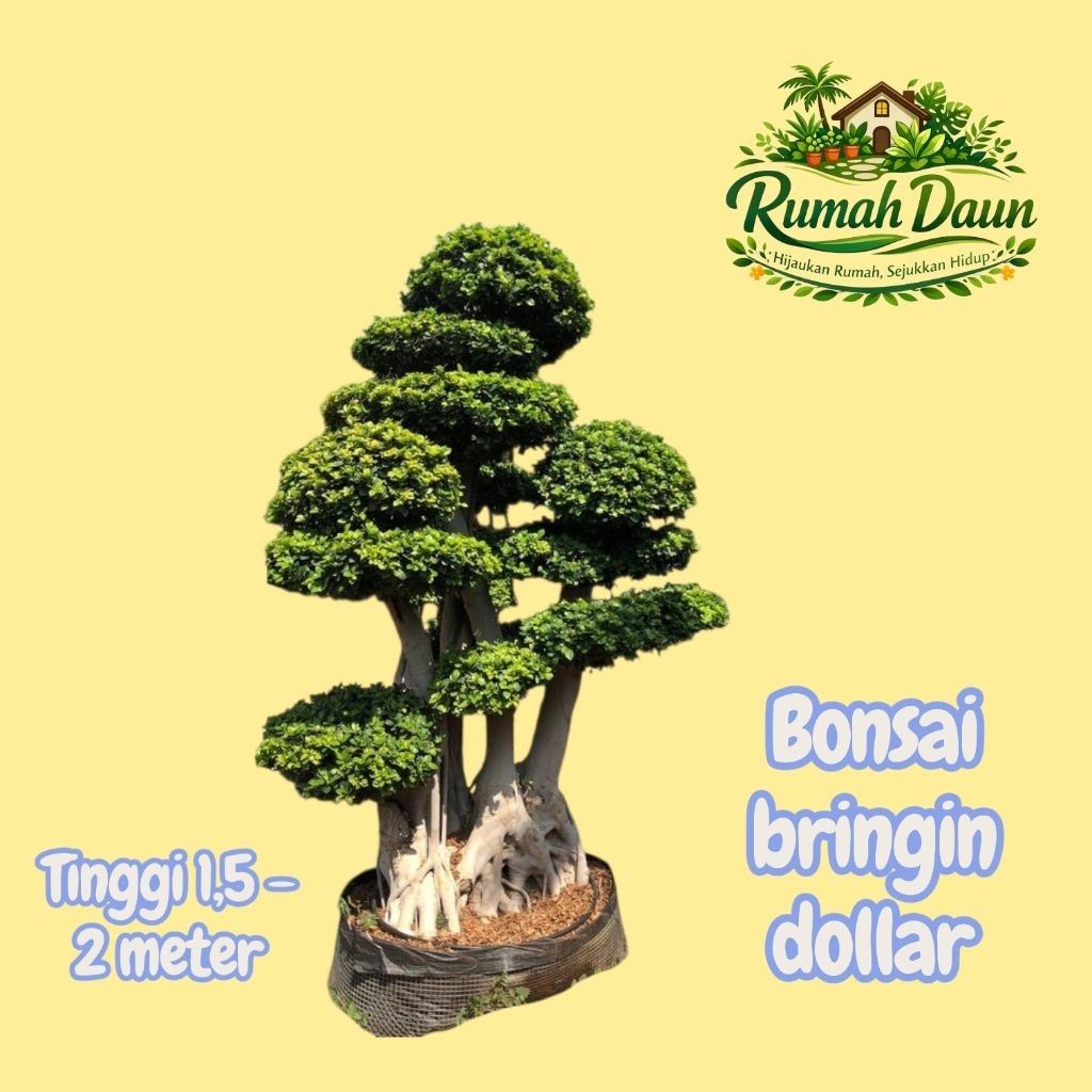 tanaman hias bonsai beringin dolar - bonsai dollar tinggi 1,5-2meter