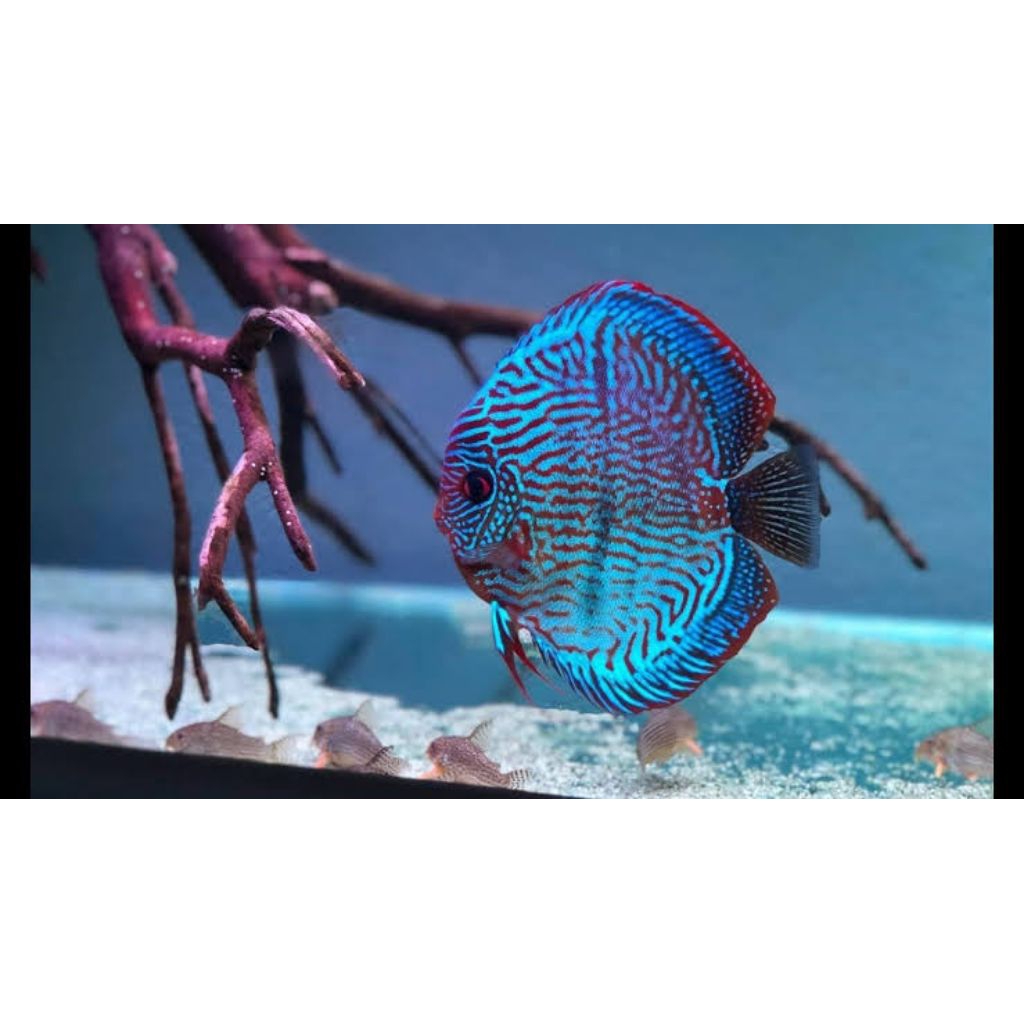 discus blue cobalt hiasan elegan