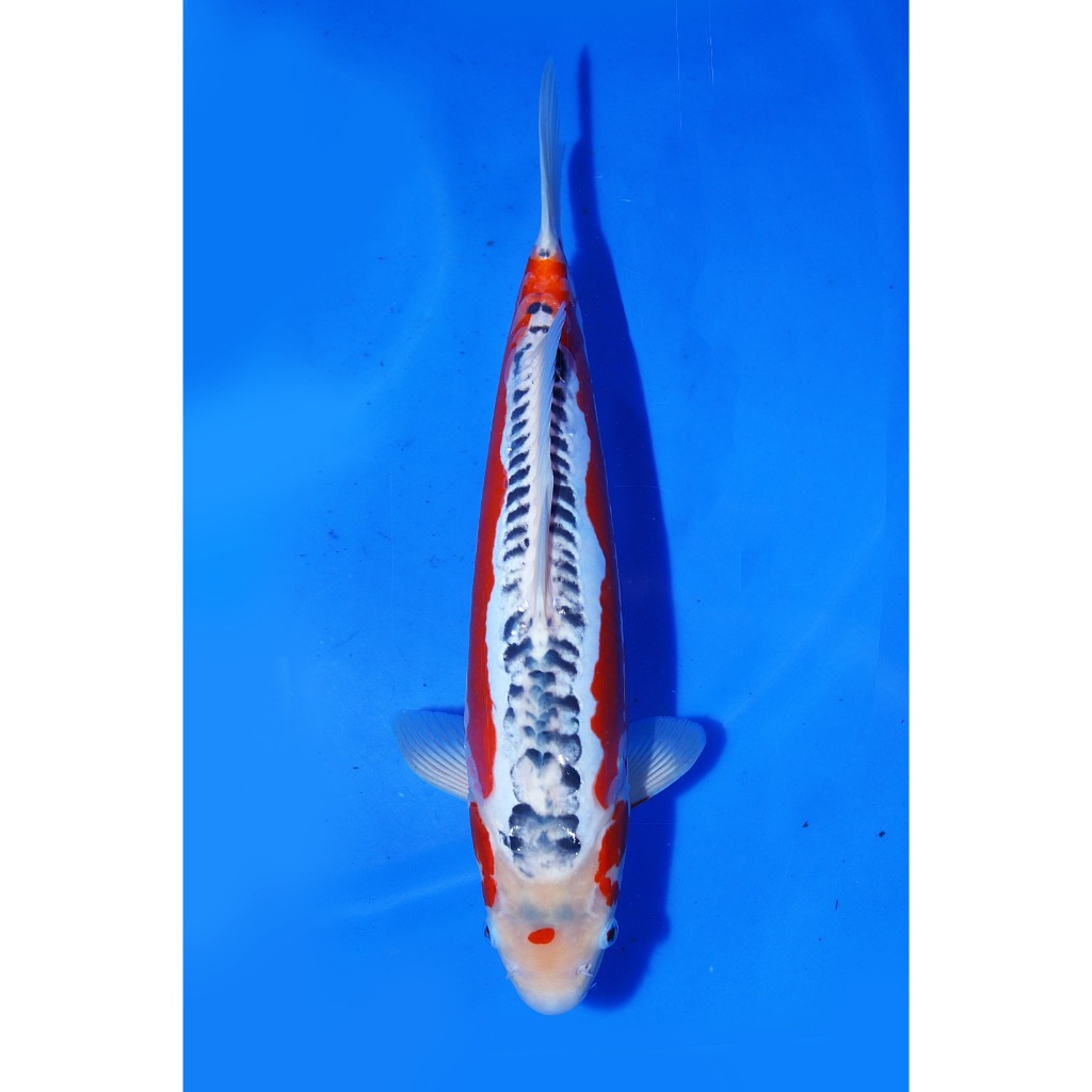 TKC Koi Import Shusui Yamaju Koi Farm Size 43 cm - Tropikal Koi
