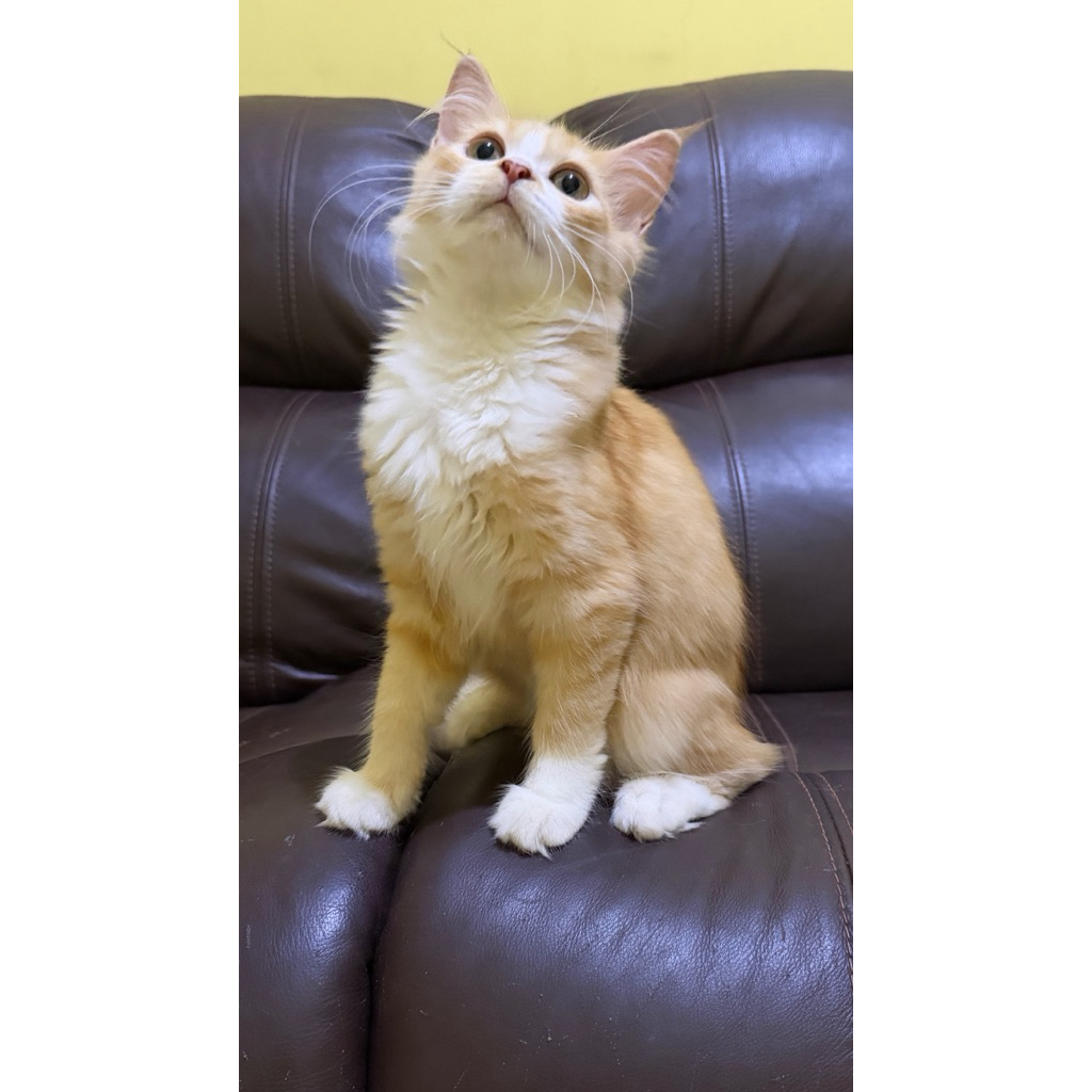 Mainecoon Mix Persia Betina 3.5 Bulan