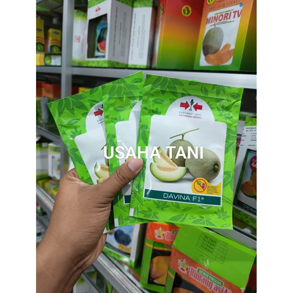 Benih Bibit Melon Madu Madu Jumbo Davina F1  (Tahan Virus) isi 500 Butir Kadaluarsa 2027 Terbaru - C