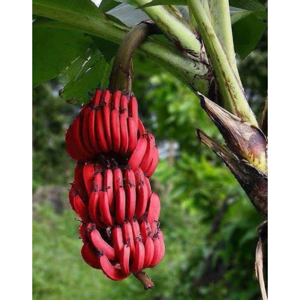 BIBIT PISANG MERAH ASLI TERLARIS