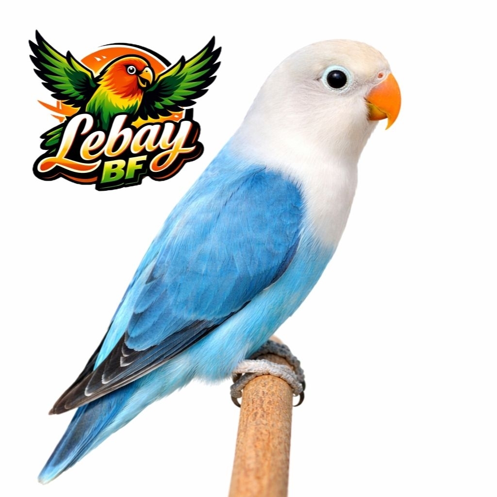 Lovebird Biola Blue