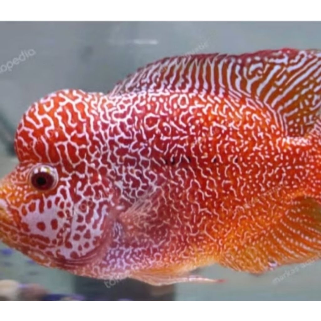 Ikan Louhan Kamfa Burayak F2VIP Thailand , Indukan Asli,Kondisi Sehat