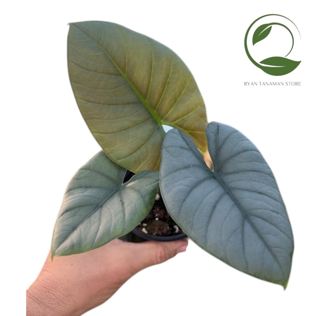 Tanaman Hias Alocasia Reginae Silver - Tanaman Hias Alocasia Silver