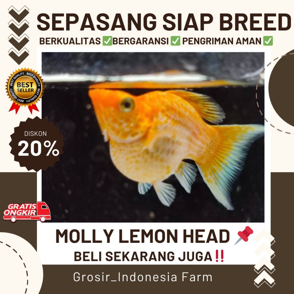 Extra Packing Kardus Gambar Molly Lemonhead/Lemon Head/Ninja Lemon