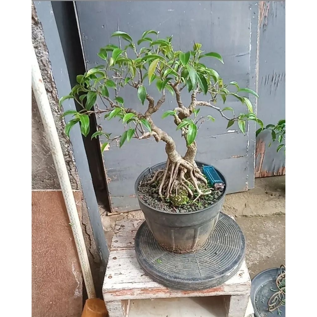 Tanaman hias bonsai beringin filiphine OTR siap pajang